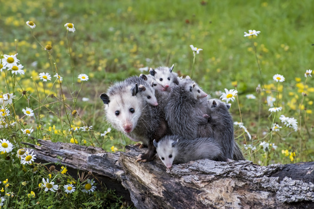Bronx Opossum, Wildlife Removal Services - Metro Pest Control