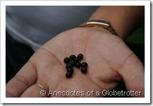 Seeds from Bird of Paradise Plant