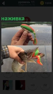 Рыбак показывает как правильно ловить рыбу на наживку