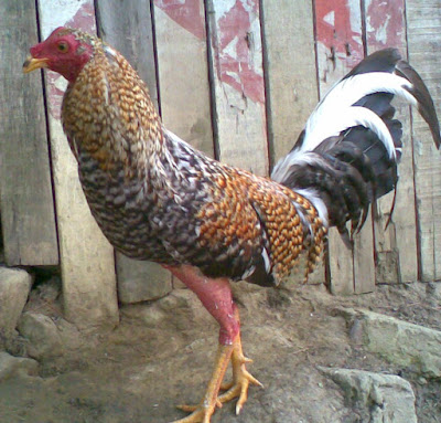 fotografia de gallo o pollo de pelea o combate del criadero zorro