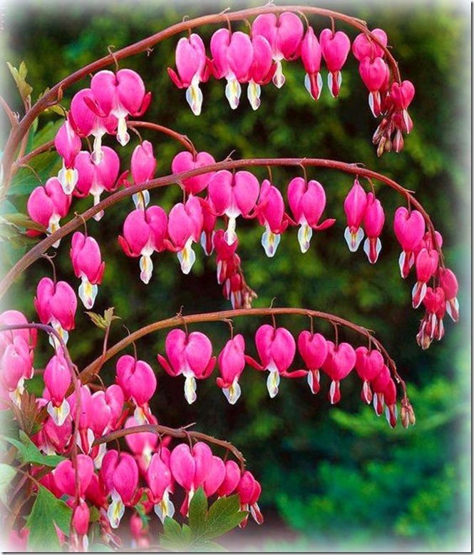 bleeding hearts