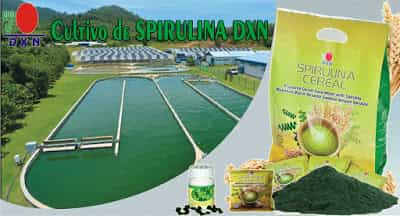 Cultivo de Spirulina