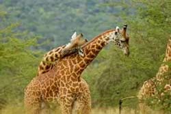 7 Days Pure Wildlife Safari , Murchison Falls,  Kibale Forest-Queen Elizabeth National Park