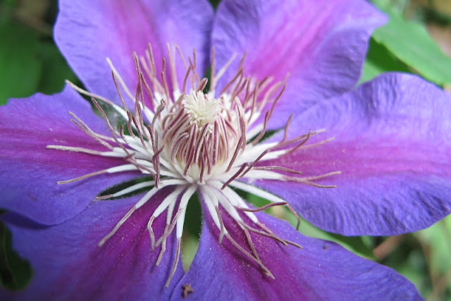 de 30 mooiste foto's uit mijn tuin van mei 2012