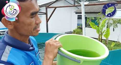 Budidaya Moina Dengan Media Chlorella