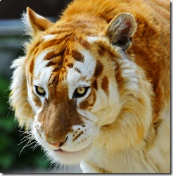 golden-tiger