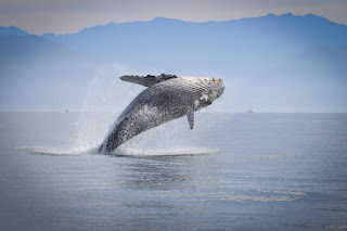 Avistamiento de Ballenas en Puerto Vallarta