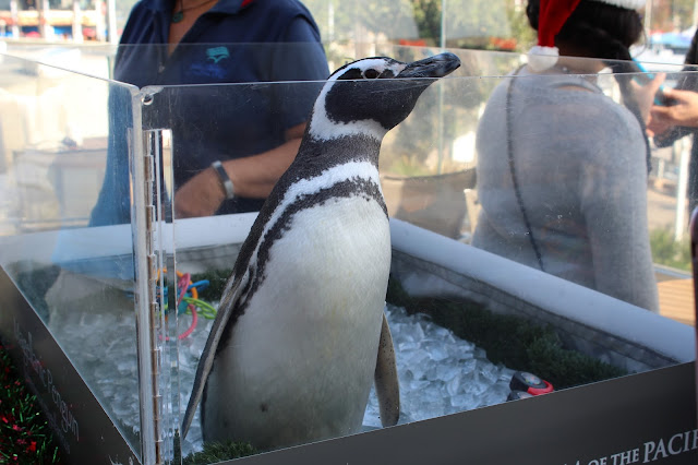 Aquarium of the Pacific penguin