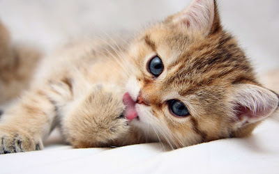 Pics Of Cats 