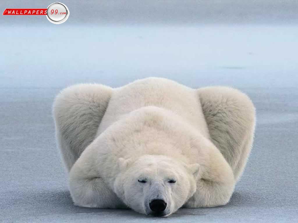 funny animals: Funny Polar Bear Photos