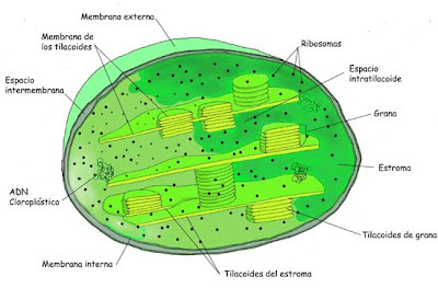 cloroplastos
