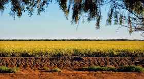 http://irri-news.blogspot.co.uk/2014/07/temperate-rice-on-global-stage.html