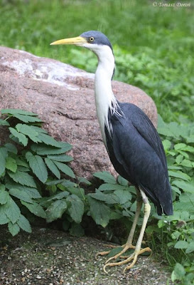 Garceta pía Ardea Egretta picata