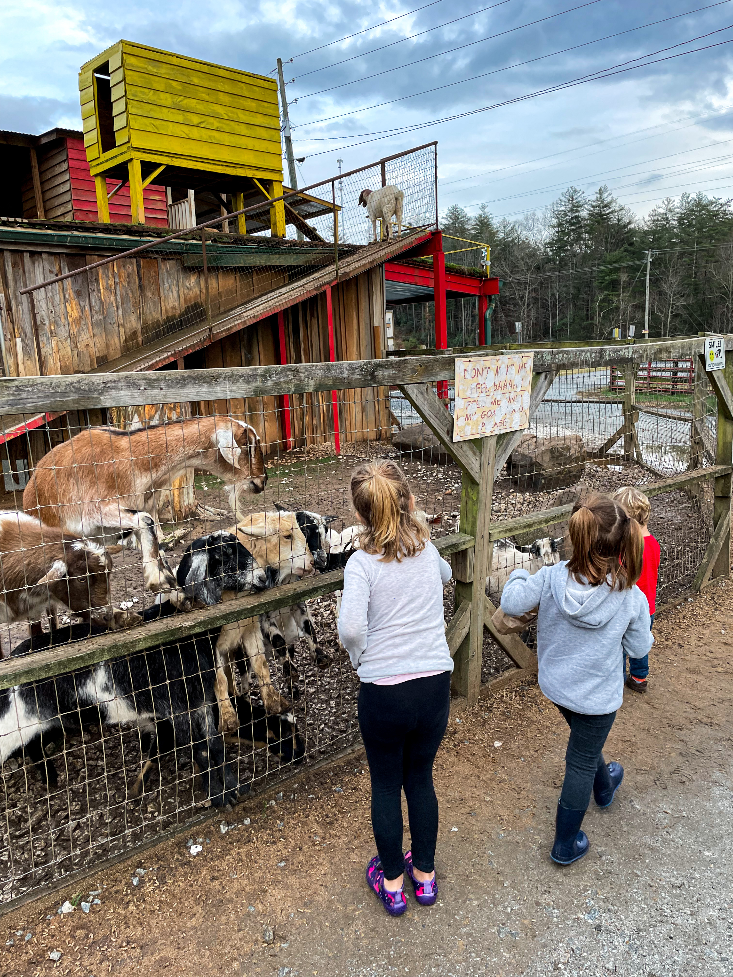 Goats On The Roof, Tiger