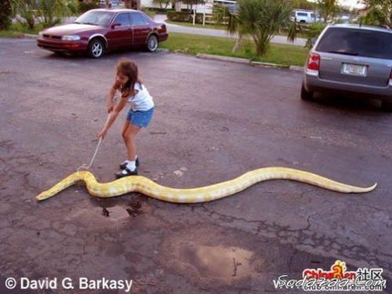 largest anaconda in world. commonly called anacondas.