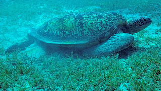 Underwater of The Red Sea 