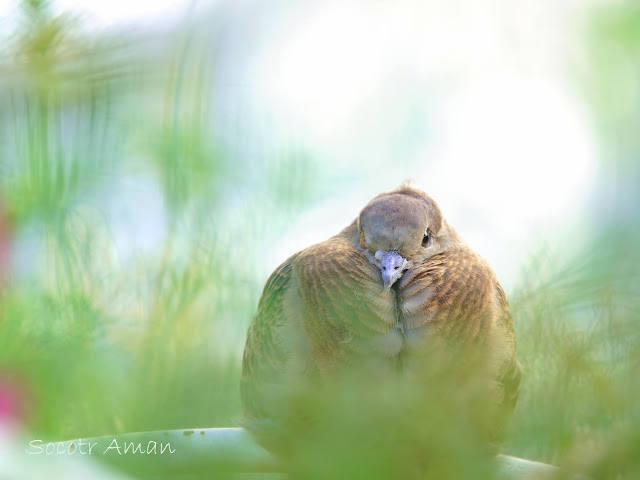 Streptopelia orientalis