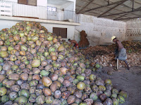 Бразильские кокосы