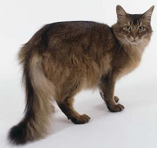 somali cat info pets kitten animal domestic