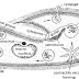  Sexual and Asexual reproduction in Paramecium  | Zoology XI