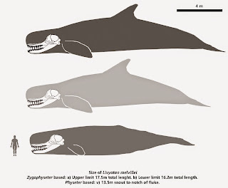 Livyatan Melvillei comparación tamaño