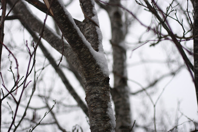 tree branches covered in snow