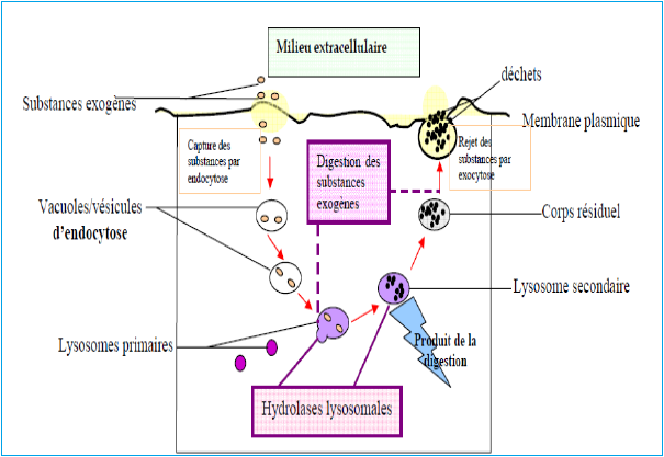 Lysosomes 