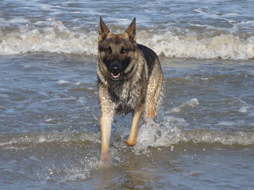 Simple But Important Dog Command Training