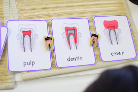 Dental Unit: What's Inside Your Tooth