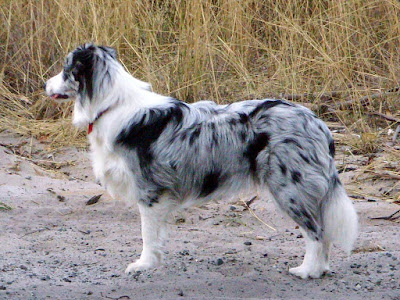 Border collie