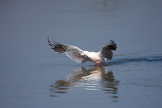 gaviota pescando, El Pinet