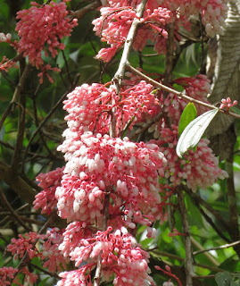 Thibaudia costaricensis