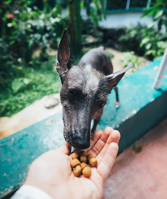 A hand holds out dog food for a dog to eat