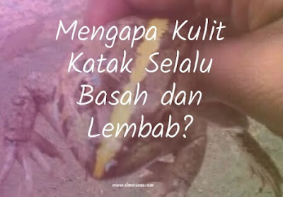  adalah hewan jenis amfibi yang bisa hidup di dua tempat Jawaban Mengapa Kulit Katak Selalu Basah dan Lembab? 