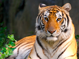 Tiger Wallpapers