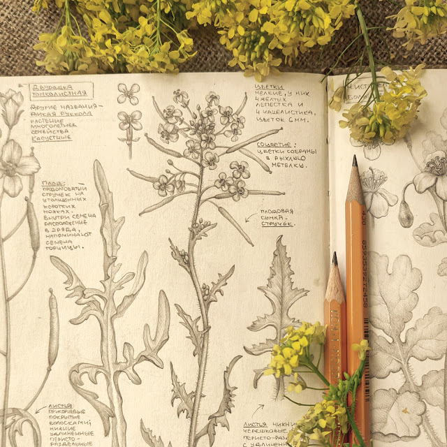 Sisymbrium altissimum: field wild plant, botanical pencil sketch, floral art, sketchbook collection, botanical illustration