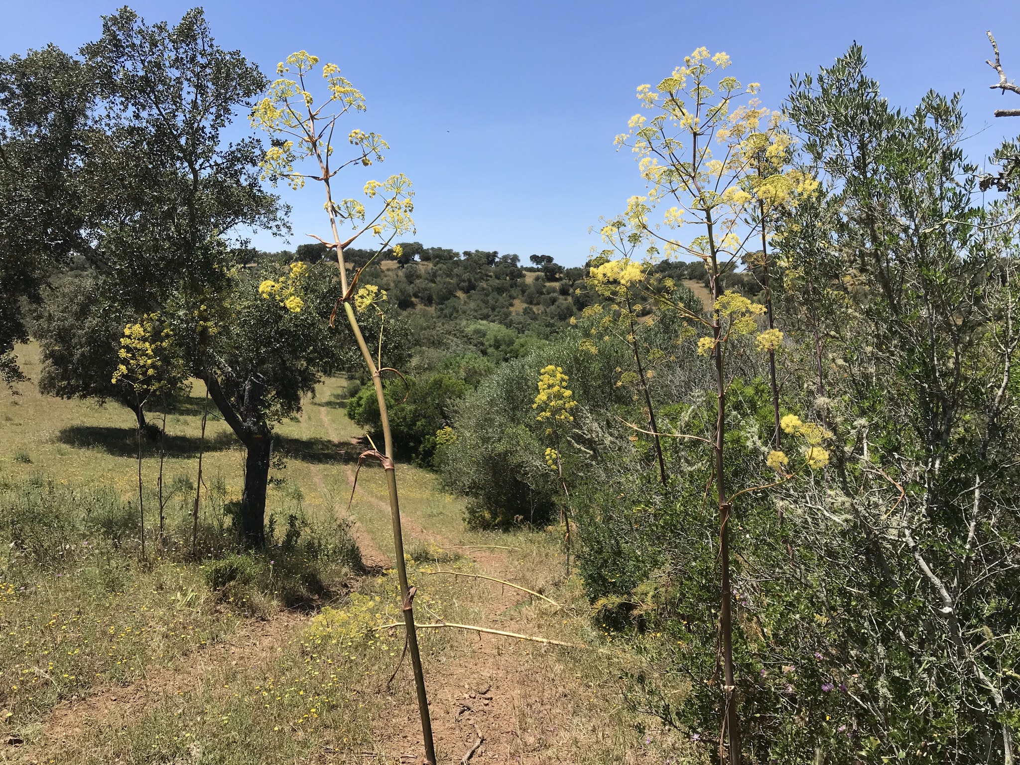 PR2 FAL, Rota da Água, Percurso Pedestre, Barragem de Odivelas, Alentejo, Ferreira, Portugal, Outdoors, Trekking