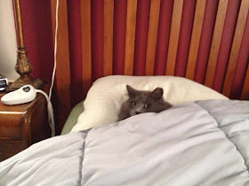 Funny cats - part 92 (40 pics + 10 gifs), cat sleeping in bed