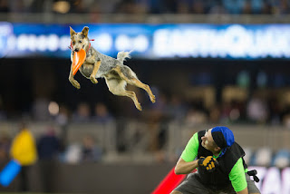 Disc Dog Vader at a 2016 San Jose Earthquakes Halftime Show