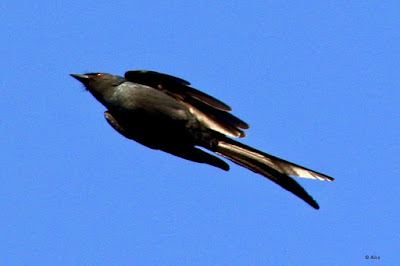 "Ashy Drongo - Dicrurus leucophaeus, soaring through the air."