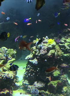  It was onetime inwards belatedly June this twelvemonth in addition to a typical summertime forenoon inwards Dubai Visit to the Dubai Aquarium in addition to Underwater Zoo: Mesmerized yesteryear the Finned Beauties 