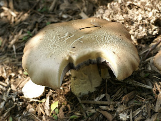 Strophaire à anneau rugueux - Stropharia rugosoannulata - Strophaire rouge vin 