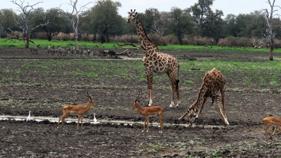 Giraffe and Impala