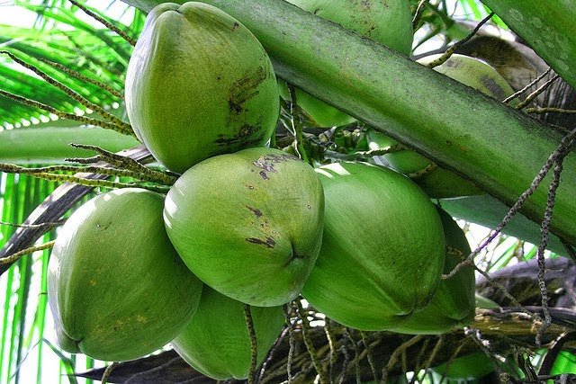 kelapa