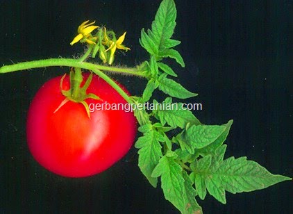 PENYEBAB-KERONTOKAN-DAUN-BUNGA-DAN-BUAH-TOMAT
