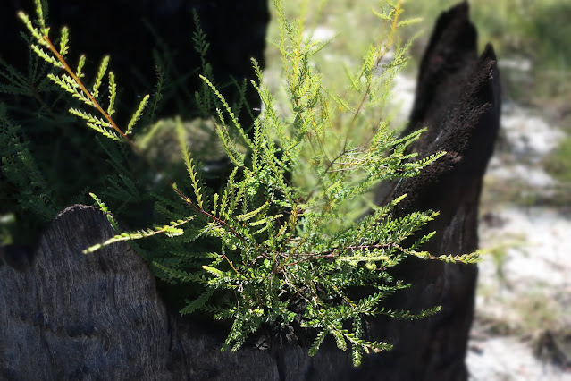 New ferny green growth in a black burnt out stump