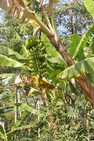 Green bananas growing in this tree