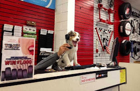 Cute dogs (50 pics), dog pictures, dog stands on store desk answering telephone