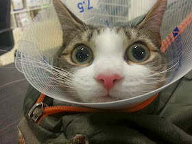 Funny cats - part 84 (40 pics + 10 gifs), cat with cone of shame