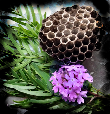 old wasp nest sand verbena and mesquite leaves